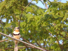 Hypnelus ruficollis