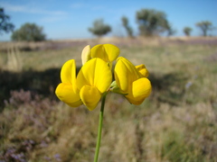 Lotus corniculatus