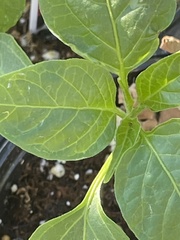 Capsicum annuum annuum