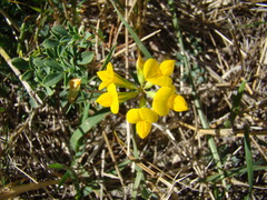 Lotus corniculatus