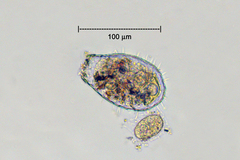 Euglypha