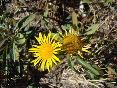 Pentanema britannica