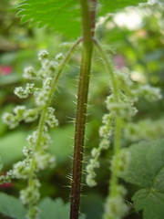 Urtica dioica