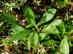 Plantago lanigera