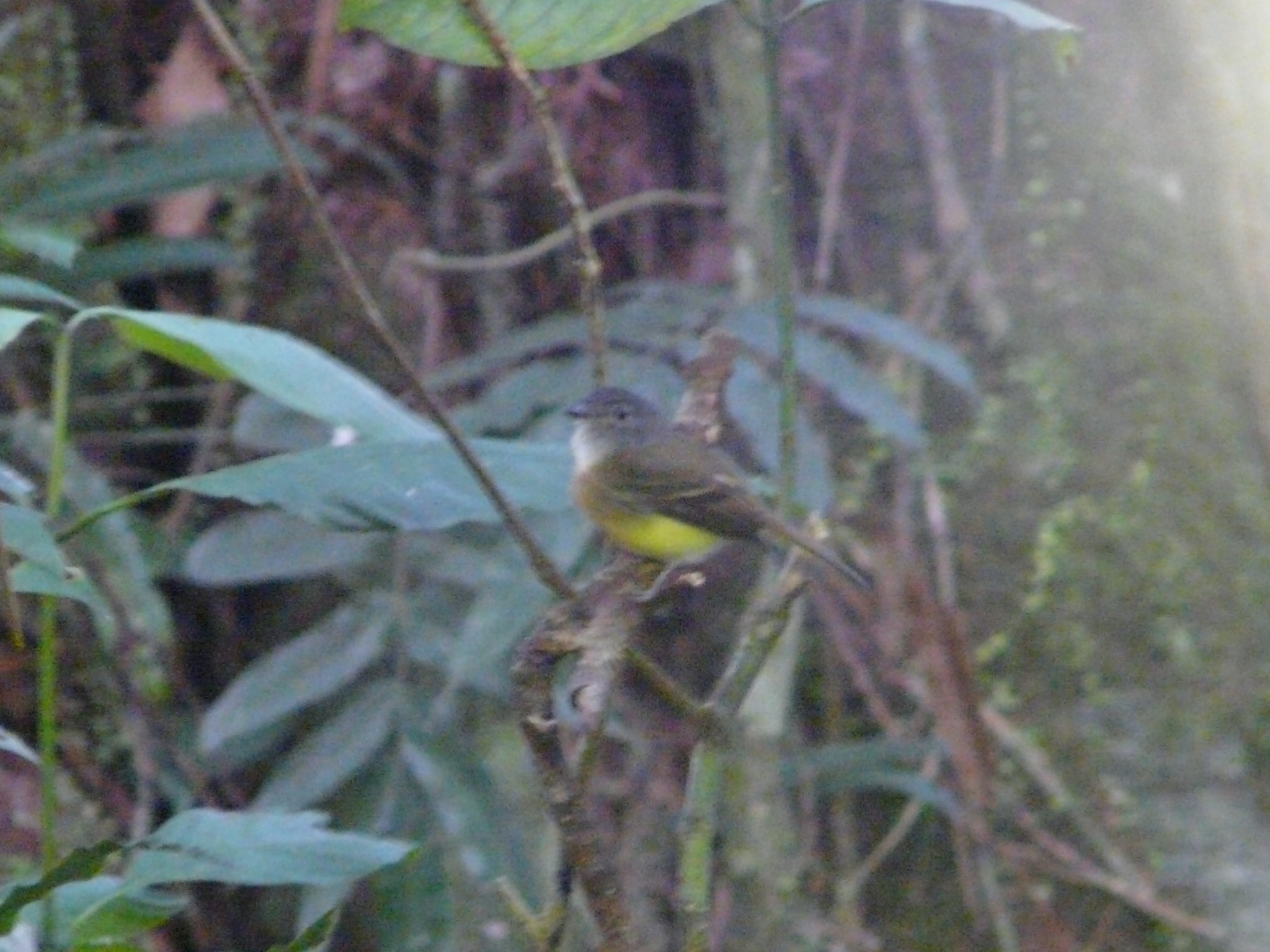 Tawny-chested Flycatcher (Aphanotriccus capitalis), photo 2
