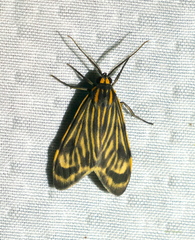 Eucereon costulata