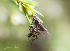 Empis livida