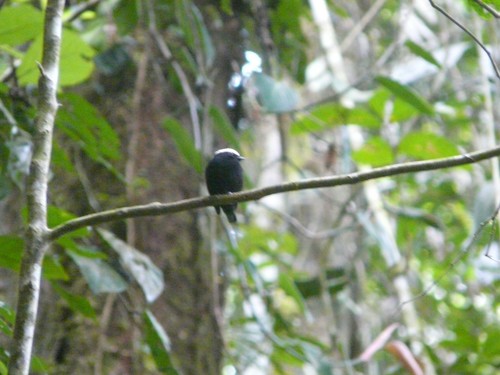 White-crowned Manakin (Pseudopipra pipra), photo 8