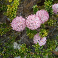 Stoebe rosea