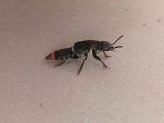 Platydracus incognitus