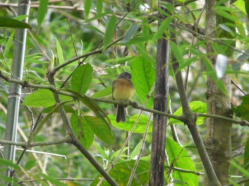 Tawny-chested Flycatcher (Aphanotriccus capitalis), photo 10