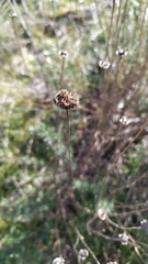 Santolina rosmarinifolia