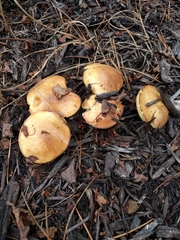 Suillus