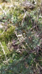 Santolina rosmarinifolia