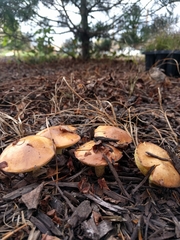 Suillus