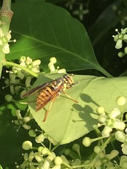 Spilomyia alcimus
