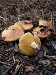 Suillus