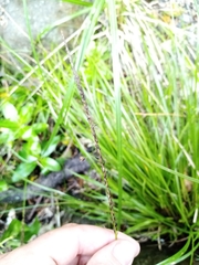 Carex corynoidea