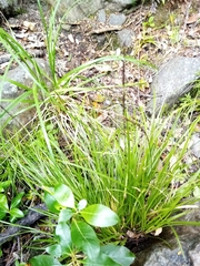 Carex corynoidea