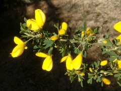 Cytisus arboreus