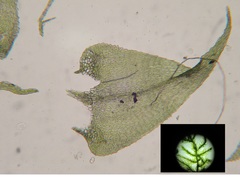 Sciuro-hypnum starkei