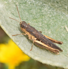 Chorthippus dichrous
