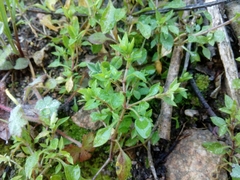 Moehringia pentandra