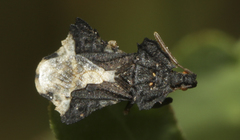 Phymata monstrosa