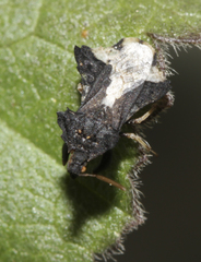 Phymata monstrosa