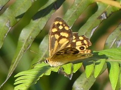 Heteronympha paradelpha