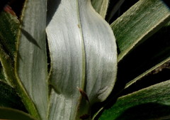 Celmisia verbascifolia