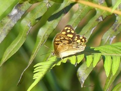 Heteronympha paradelpha