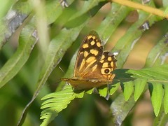 Heteronympha paradelpha