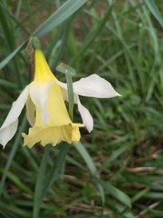 Narcissus nobilis