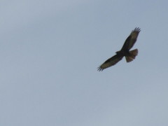 Buteo buteo
