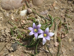 Romulea bulbocodium