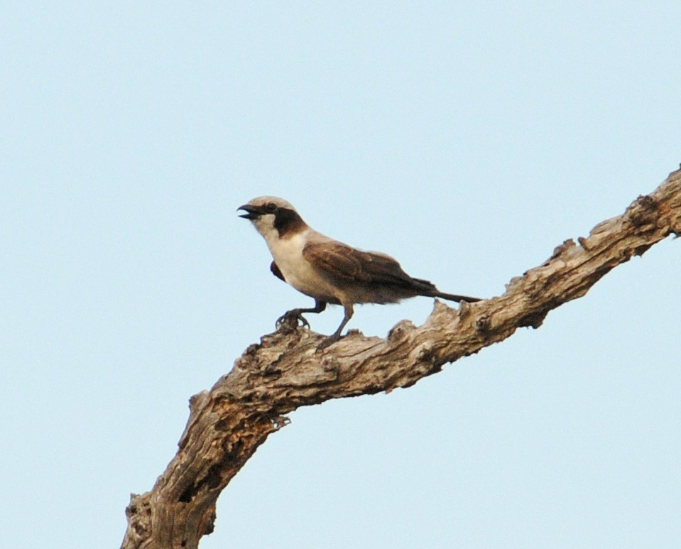 White-crowned Shrike illustration