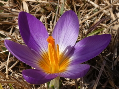 Crocus versicolor