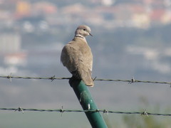 Streptopelia decaocto