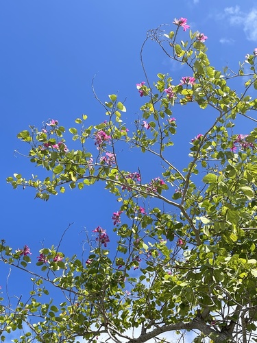 Bauhinia × blakeana