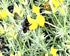 Megachile canescens