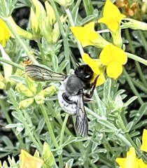 Megachile canescens