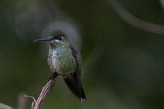 Heliodoxa leadbeateri