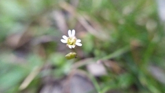 Draba verna