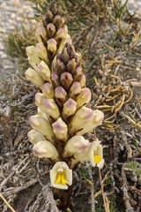 Cistanche lutea