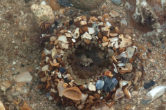 Urticina felina