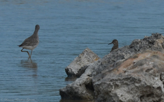 Calidris melanotos