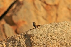 Euryptila subcinnamomea