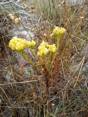 Crassula flava