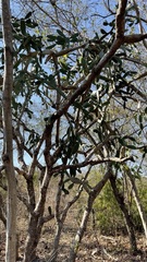 Opuntia karwinskiana